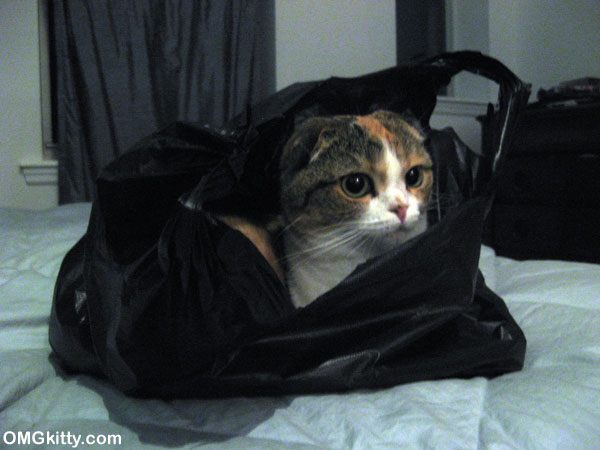 bag_cat.jpg