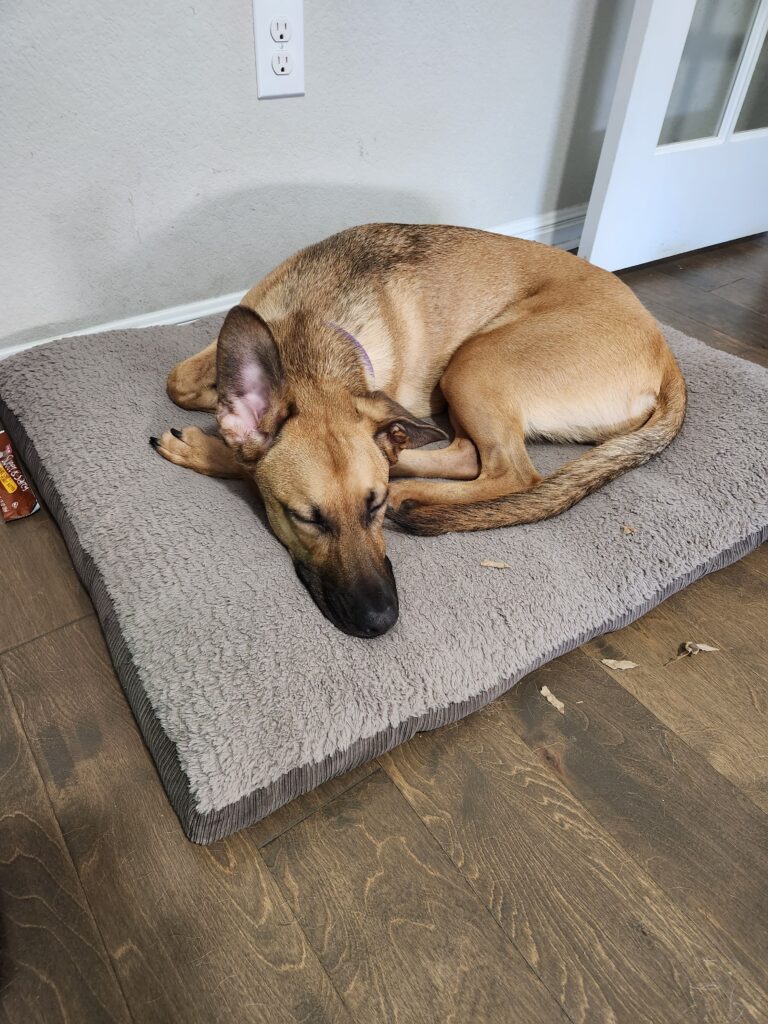 Brown dog with black muzzle lays on grey cushioned bed with one ear sticking up.